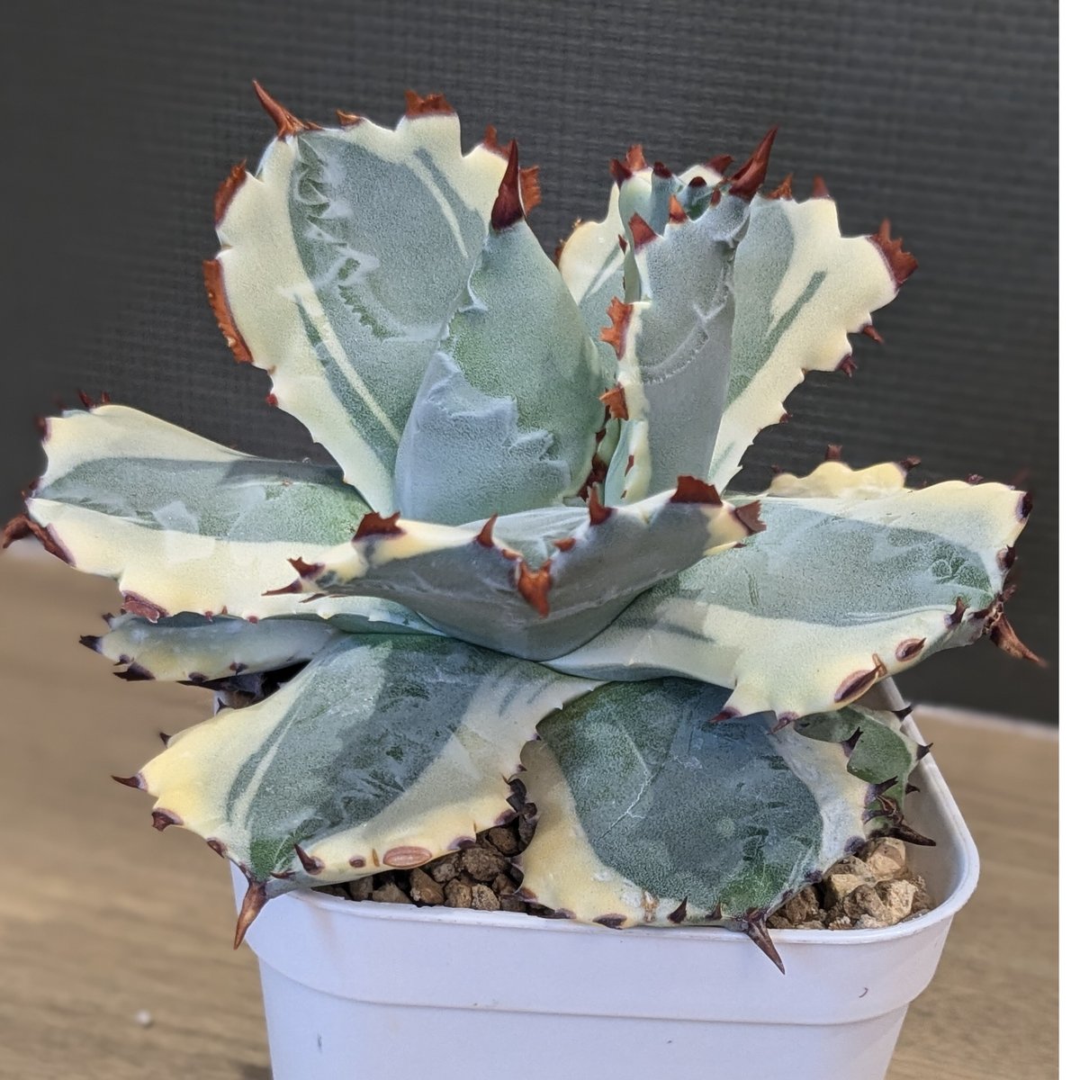 アガベ カブトガニ錦　王妃兜蟹錦 2 アガベ／王妃兜蟹錦 | わかば・はなれ