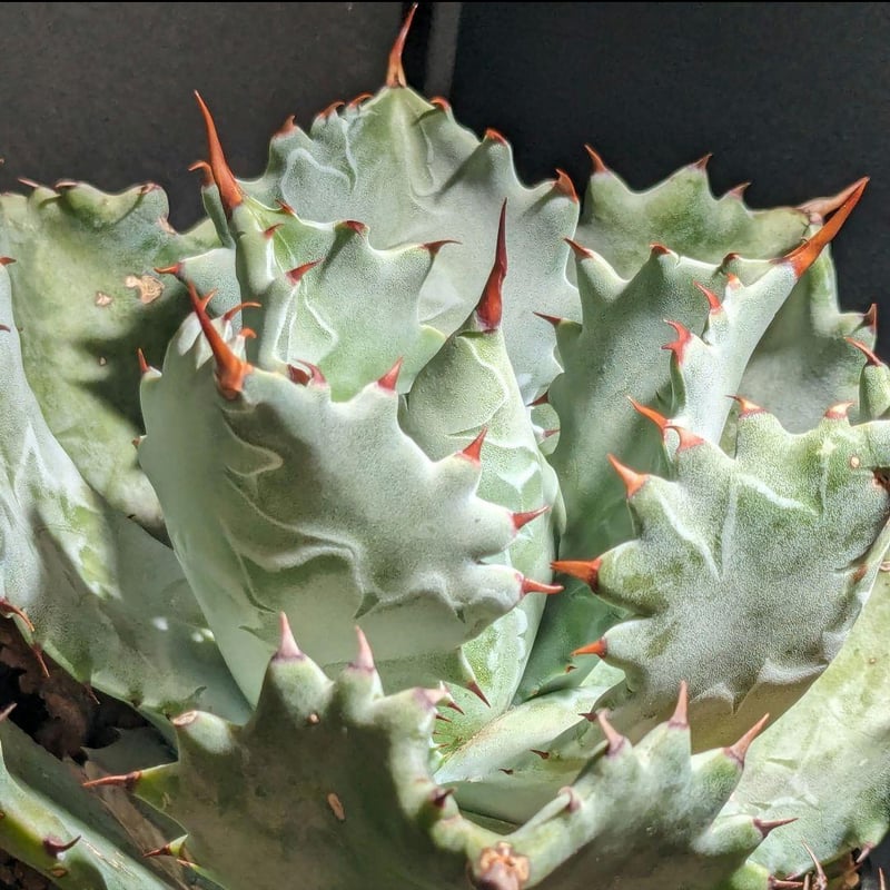 アガベ　雷帝甲蟹怪獣 雷帝甲蟹怪獣 #アガベ #Agave #パキポディウム #Pachypodium