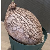 ステファニア スベローサ