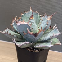 エボリスピナ　現地球　発根済み アガベ ユタエンシス・エボリスピナ ☆現地輸入株☆ 発根済