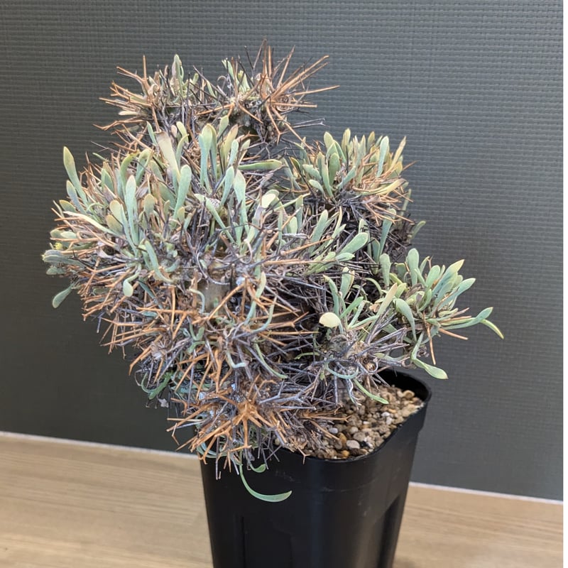 オトンナ ユーフォルビオイデス ＊現地球＊ | FELICITA