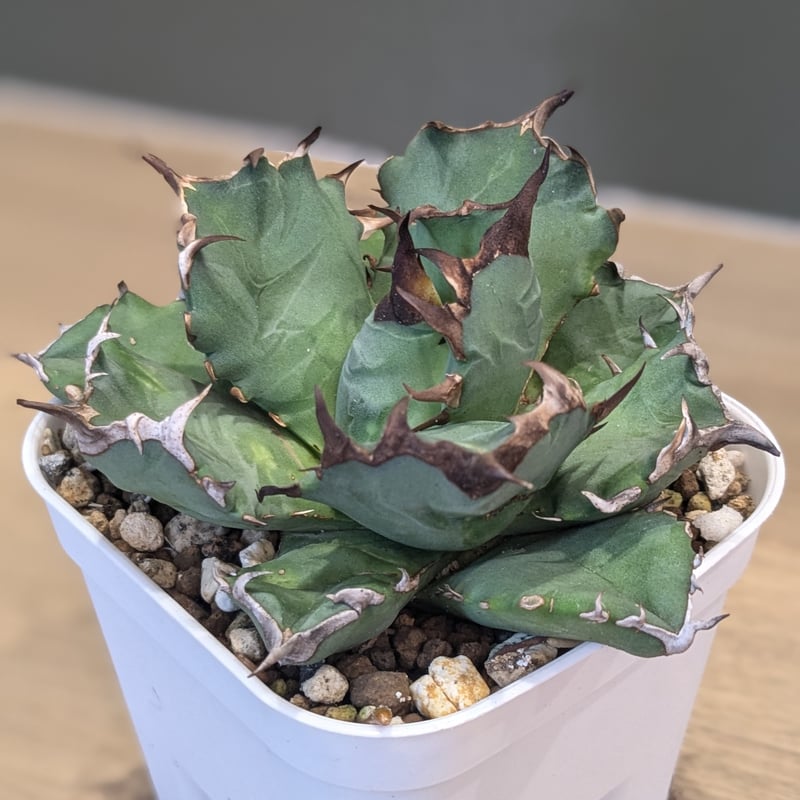 アガベ チタノタ 阿修羅 | FELICITA