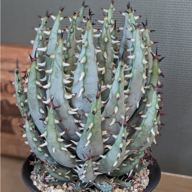 アロエ エリナケア | FELICITA