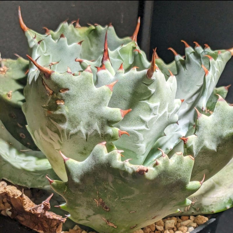 イシスメンシス 皇帝 アガベ カブトガニ アトミックゴールド 雷帝