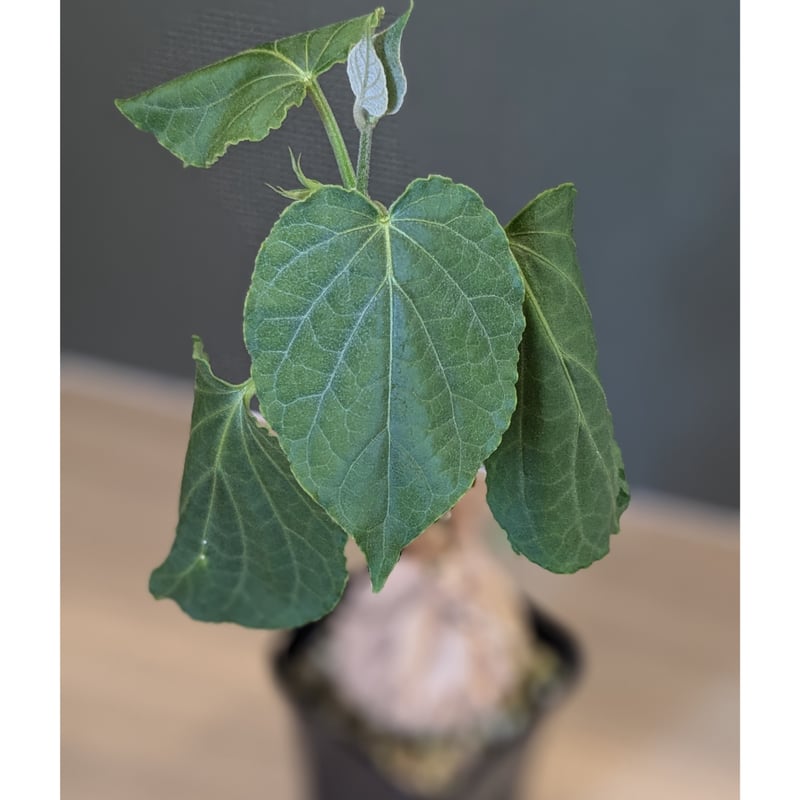 マテレアシクロフィラ マテレアシクロフィラ 亀甲竜 (Matelea cyclophylla) – GreenYa