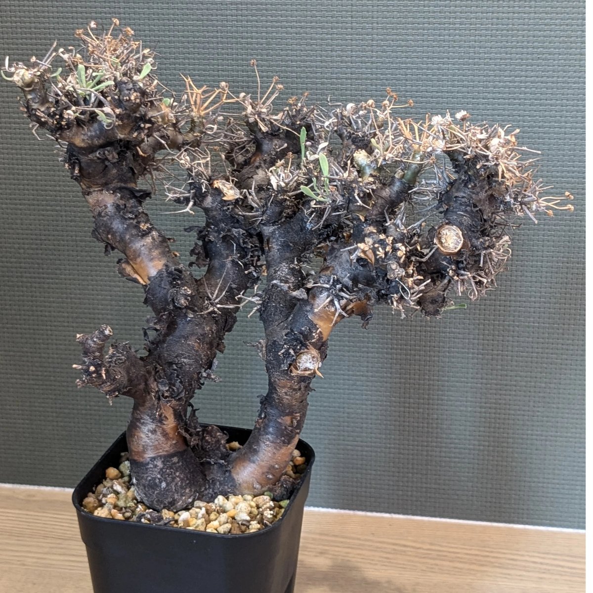 オトンナ ユーフォルビオイデス ＊現地球＊ | FELICITA