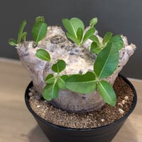 パキポディウム ブレビカウレ ＊恵比寿笑い＊