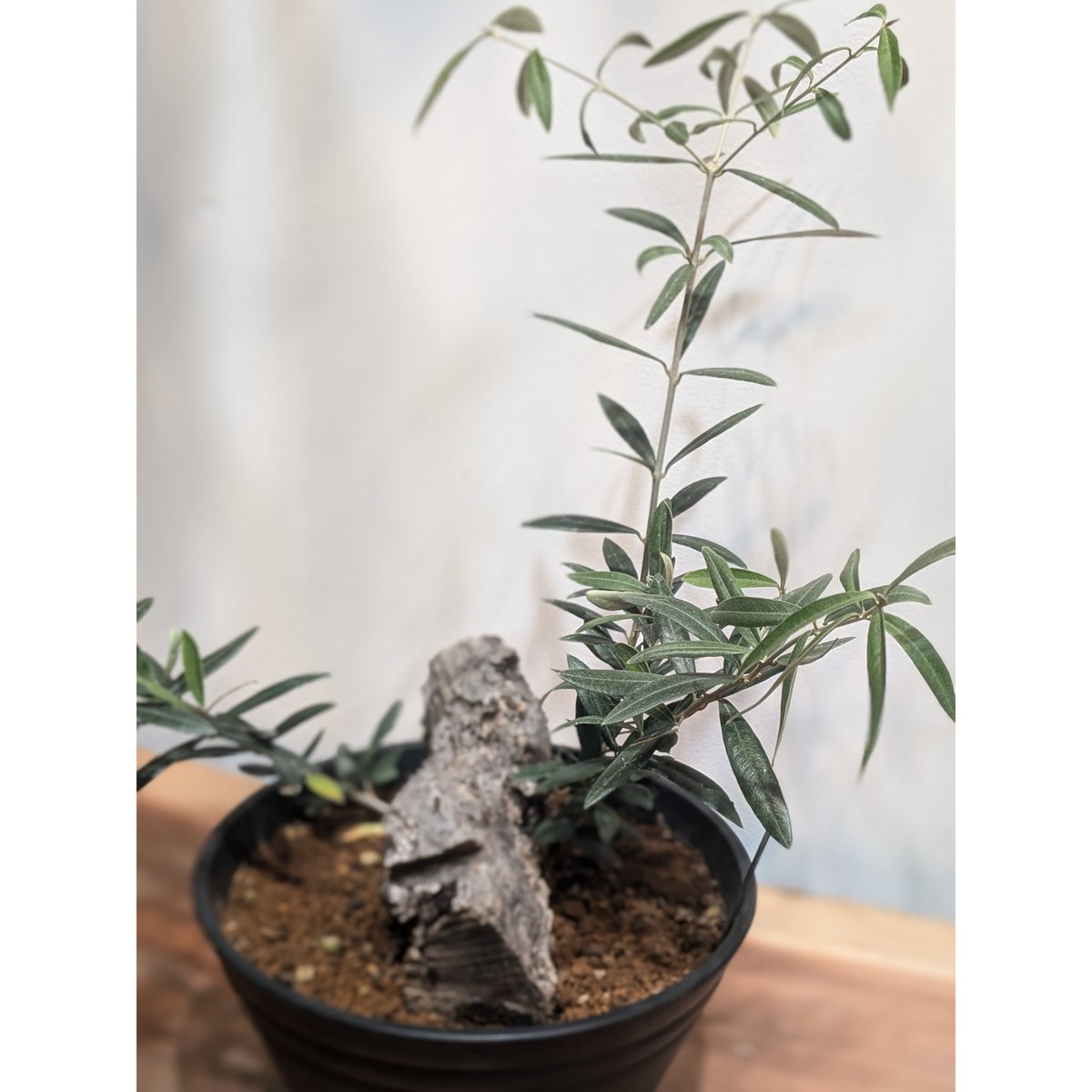 古木 オリーブ スペイン産 オヒブランカ | FELICITA