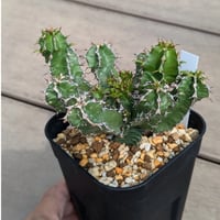ユーフォルビア グラニティコラ