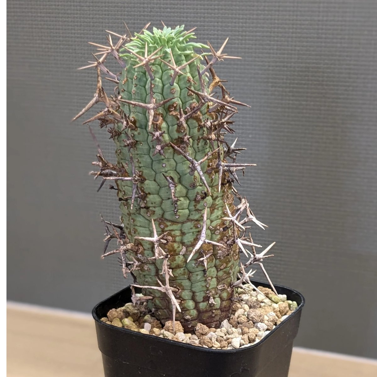 ユーフォルビア ステリスピナ ＊群星冠＊ | FELICITA