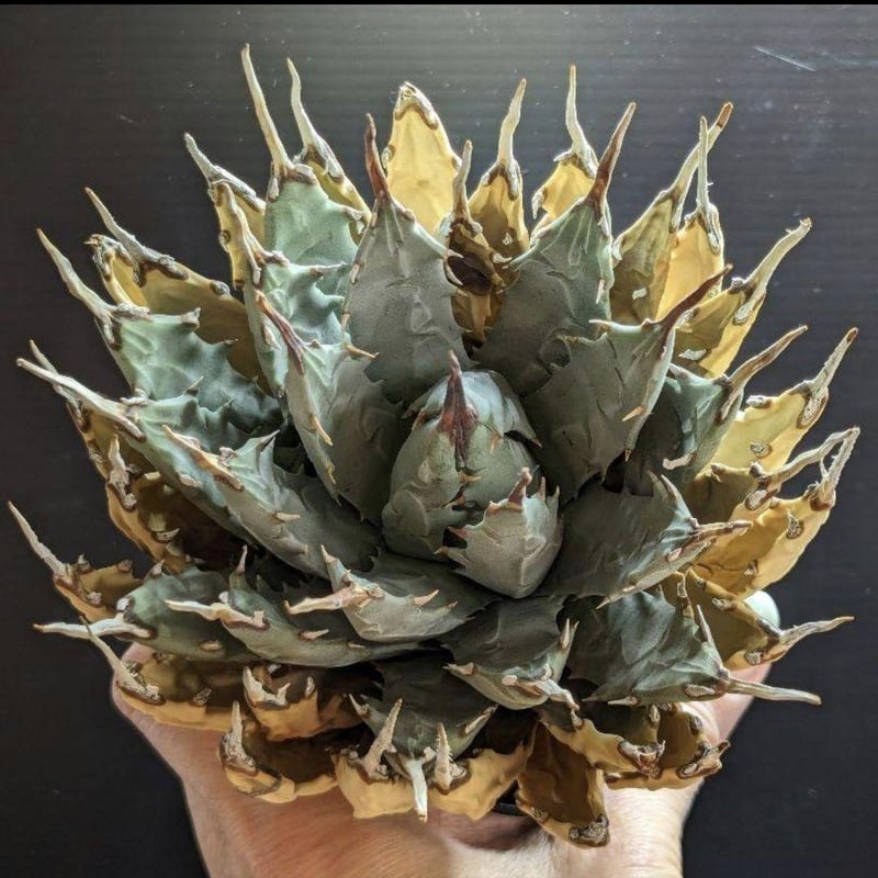 アガベ ユタエンシス・エボリスピナ ☆陽炎☆ | FELICITA