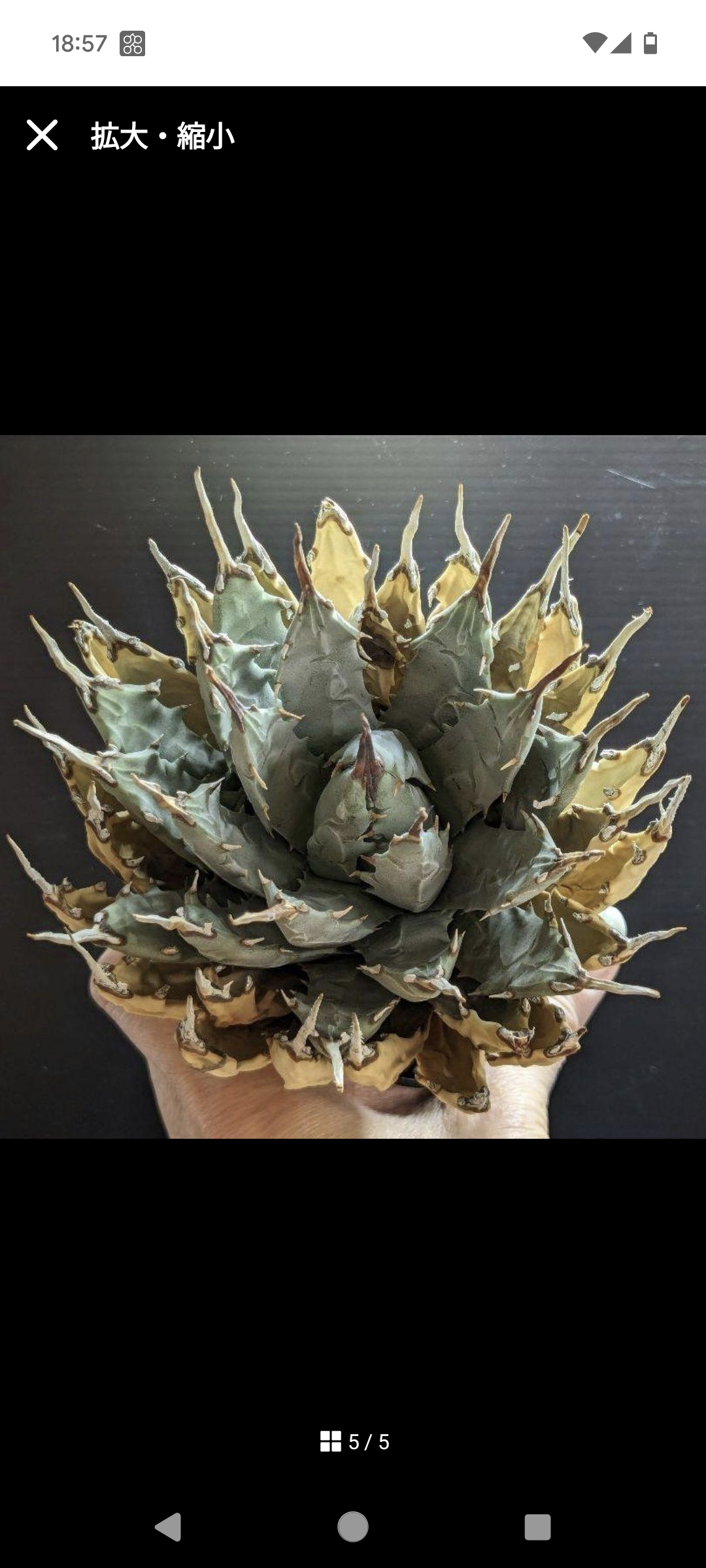 アガベ ユタエンシス・エボリスピナ ☆陽炎☆ | FELICITA