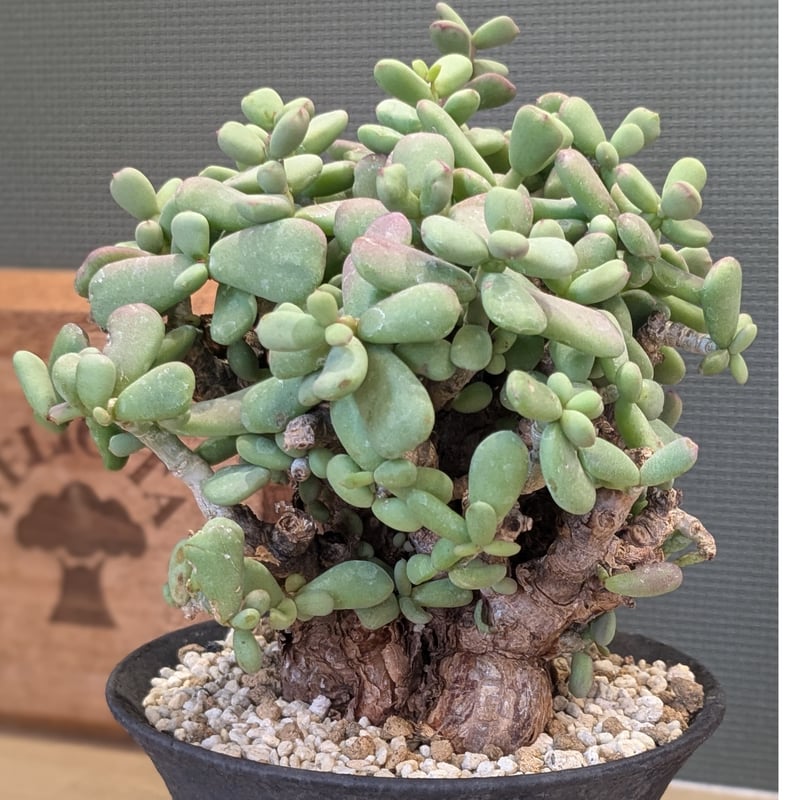 ケラリア ピグマエア | FELICITA