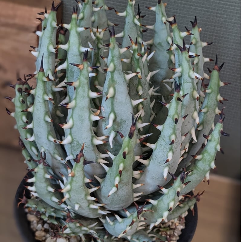 アロエ エリナケア | FELICITA