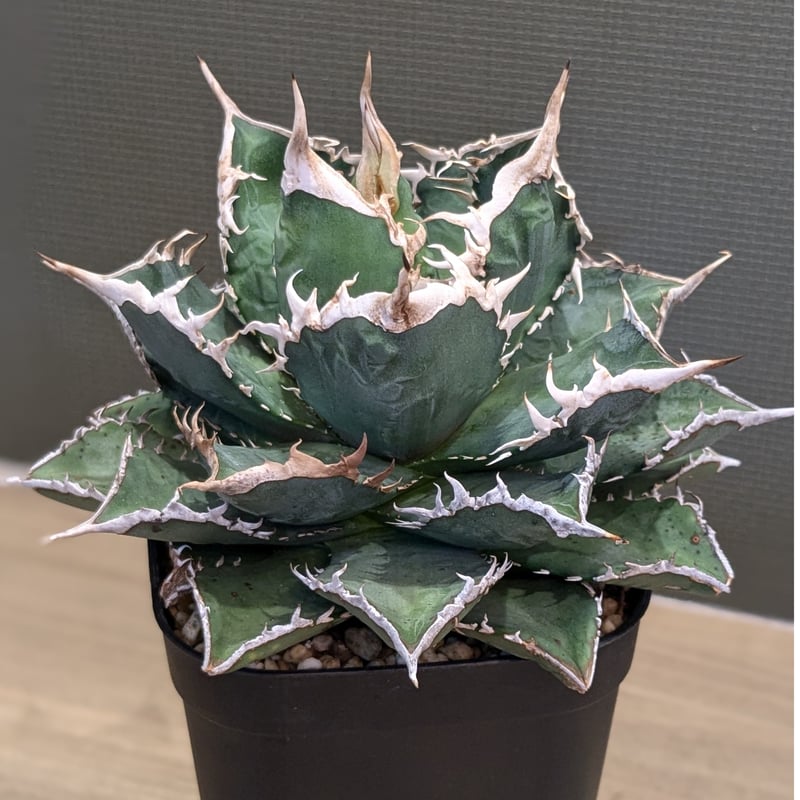 アガベ チタノタ 海王 | FELICITA