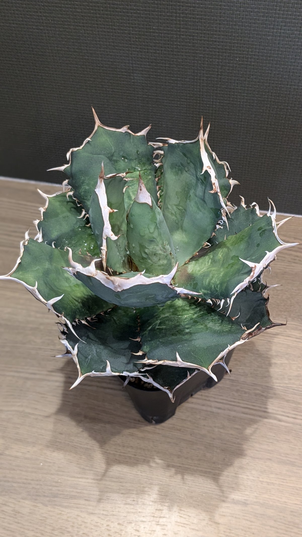 アガベ オテロイ チサロニ | FELICITA