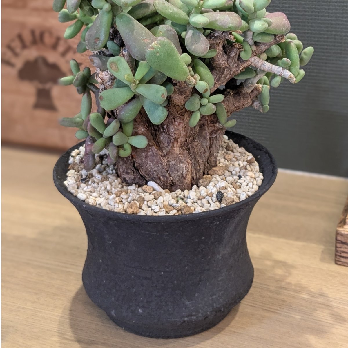 ケラリア ピグマエア | FELICITA