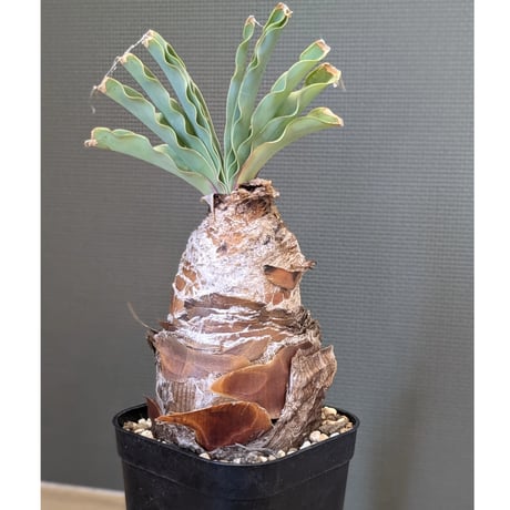 ブーファン ディスティチャ