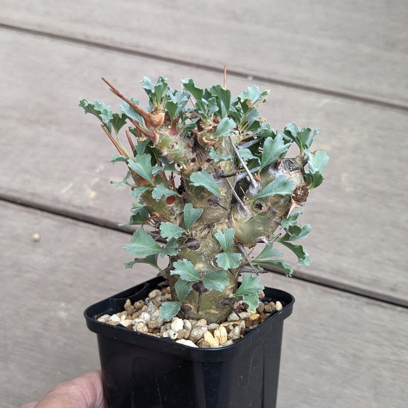 サルコカウロン クラシカウレ（モンソニア クラシカウリス）現地球 発