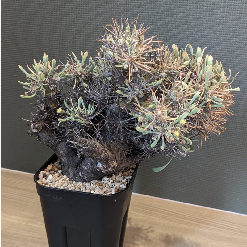 オトンナ ユーフォルビオイデス ＊現地球＊ | FELICITA