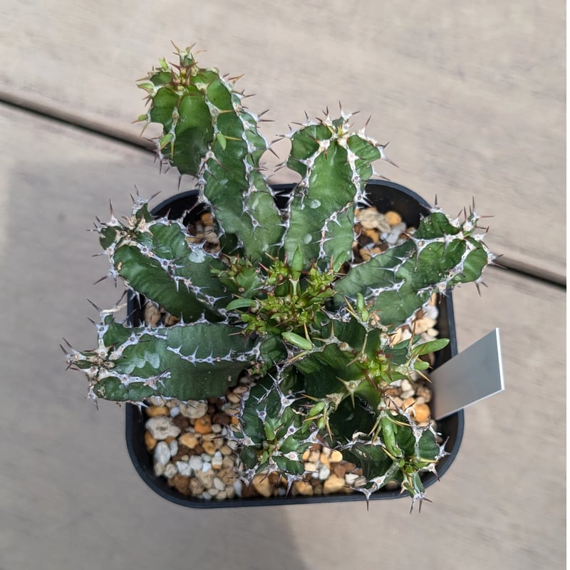 ユーフォルビア グラニティコラ | FELICITA