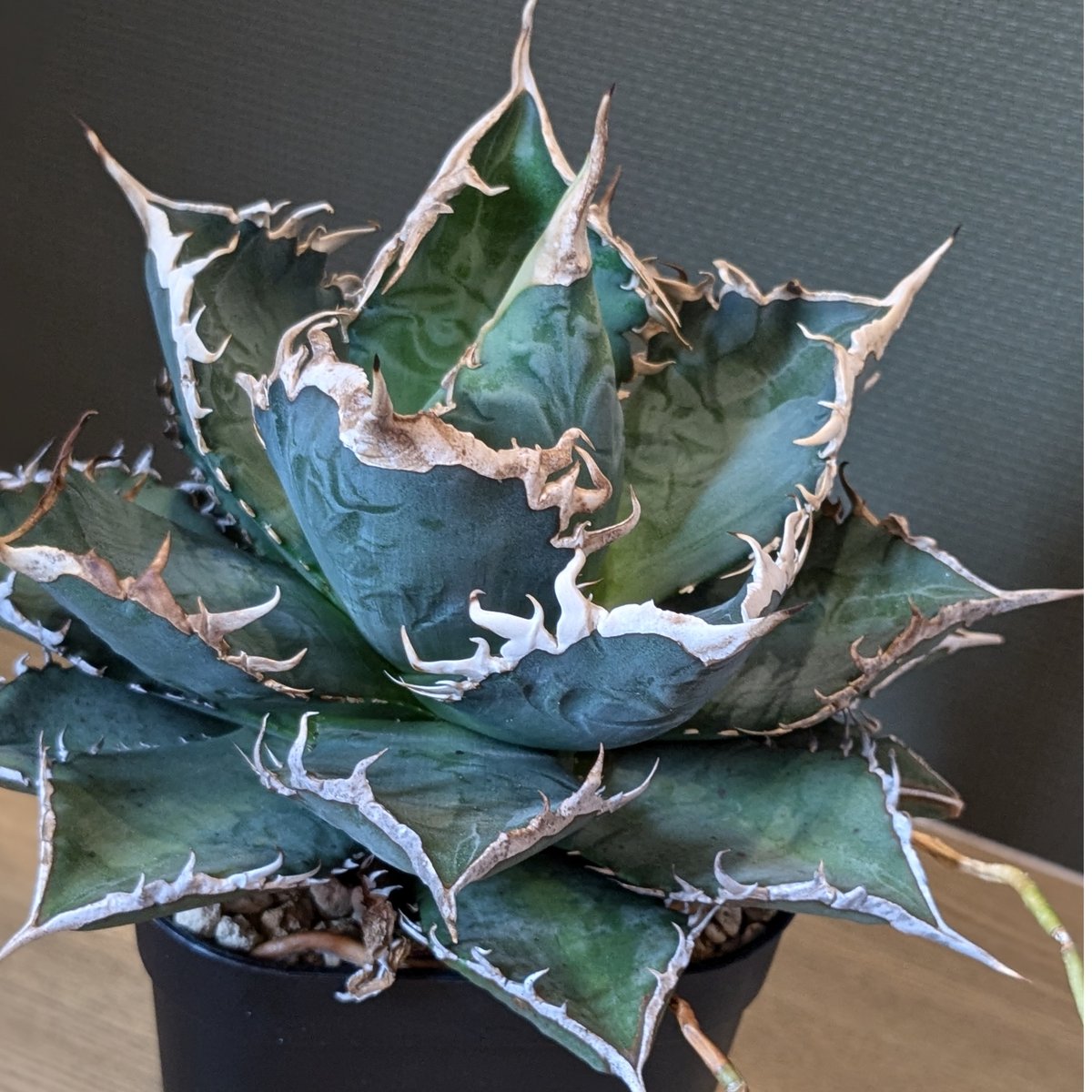 アガベ チタノタ 海王 | FELICITA