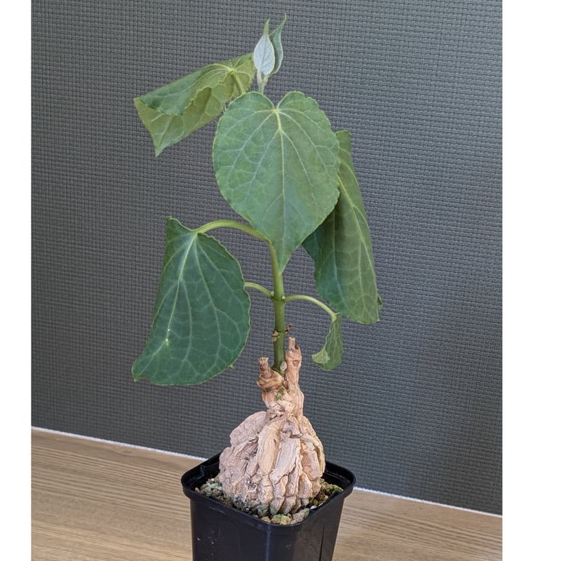 マテレアシクロフィラ マテレアシクロフィラ 亀甲竜 (Matelea cyclophylla) – GreenYa