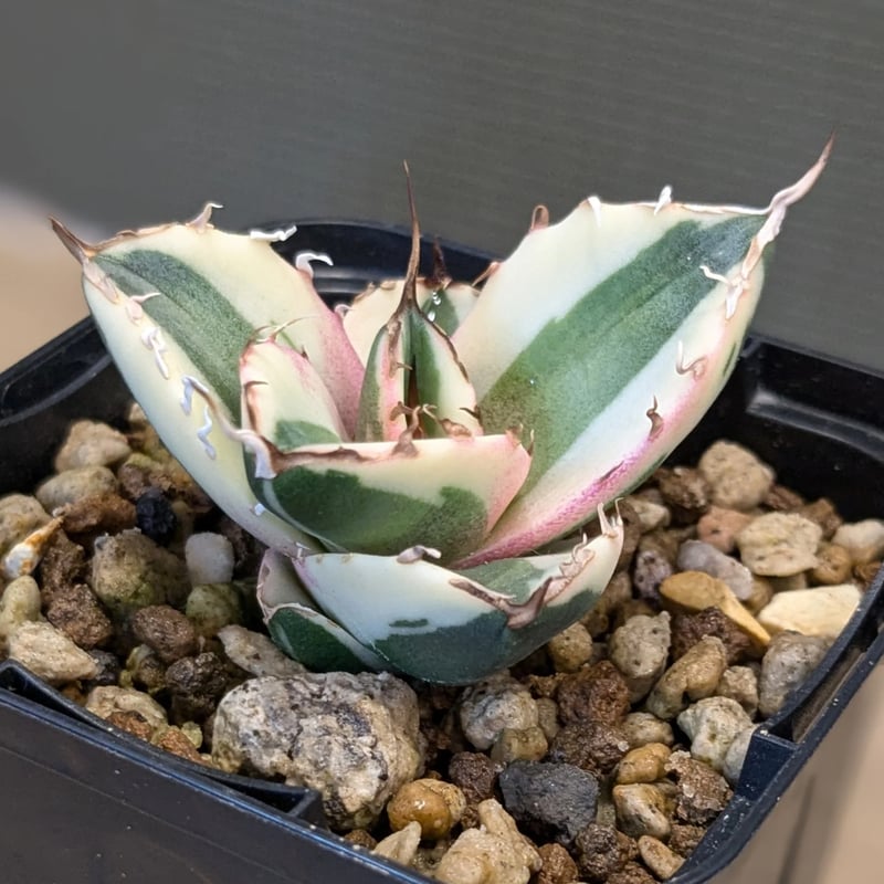 アガベ チタノタ スナグルトゥース OC株 | FELICITA