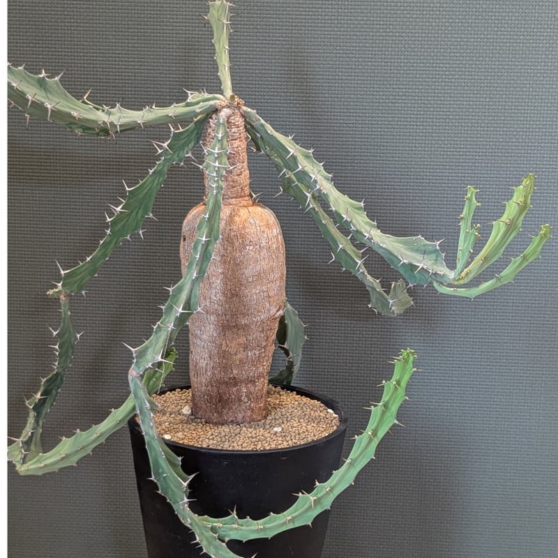 ユーフォルビア ブルアナ | FELICITA