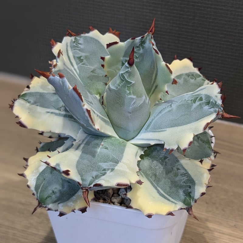 アガベ カブトガニ錦　王妃兜蟹錦 1 アガベ カブトガニ錦 王妃兜蟹錦 1