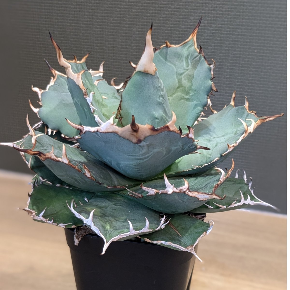 アガベ オテロイ 子株① (オアハカ採取の種からの実生株の子株)