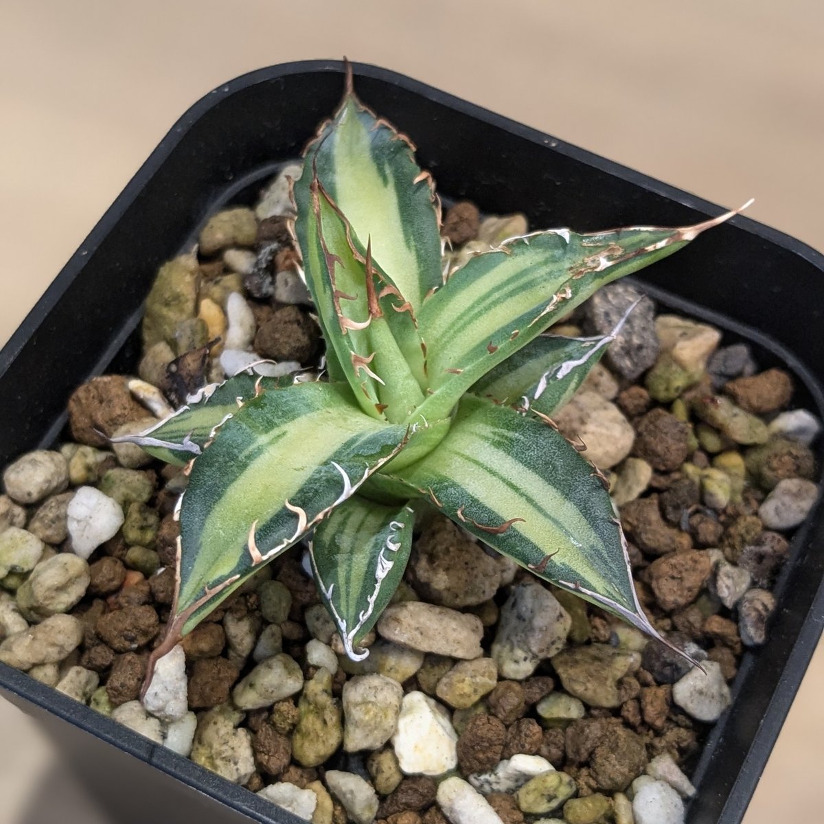 アガベ　ホリダ　薄中斑 今時期は斑が冴える✨ アガベ ホリダ錦 黄覆輪斑 Agave horrida