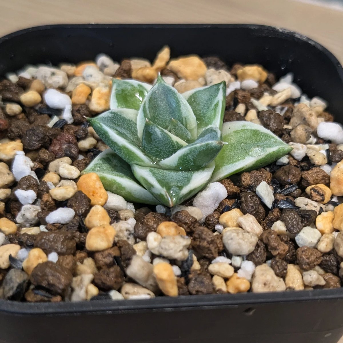 ⭐*️様 【アガベ】ピンキー アガベ 王妃笹の雪 A型 錦 ピンキー | FELICITA