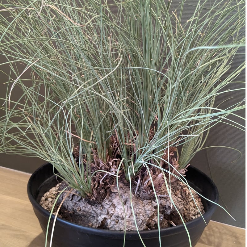 専用出品 セット、特割 カリバナス フーケリー カリバナス フーケリー ＊特大株＊ | FELICITA