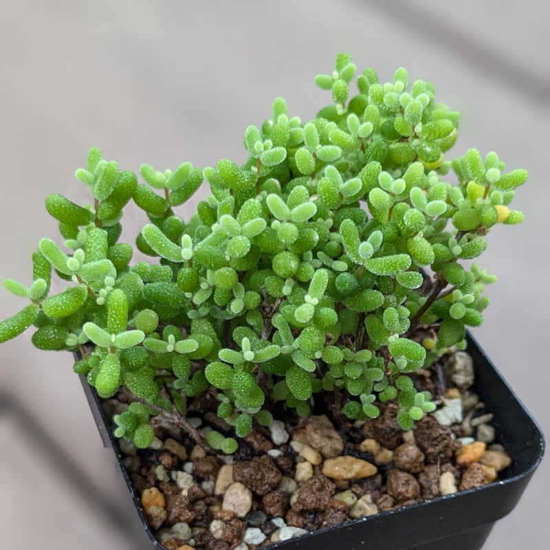 ドロサンテマム 蜜橘 | FELICITA