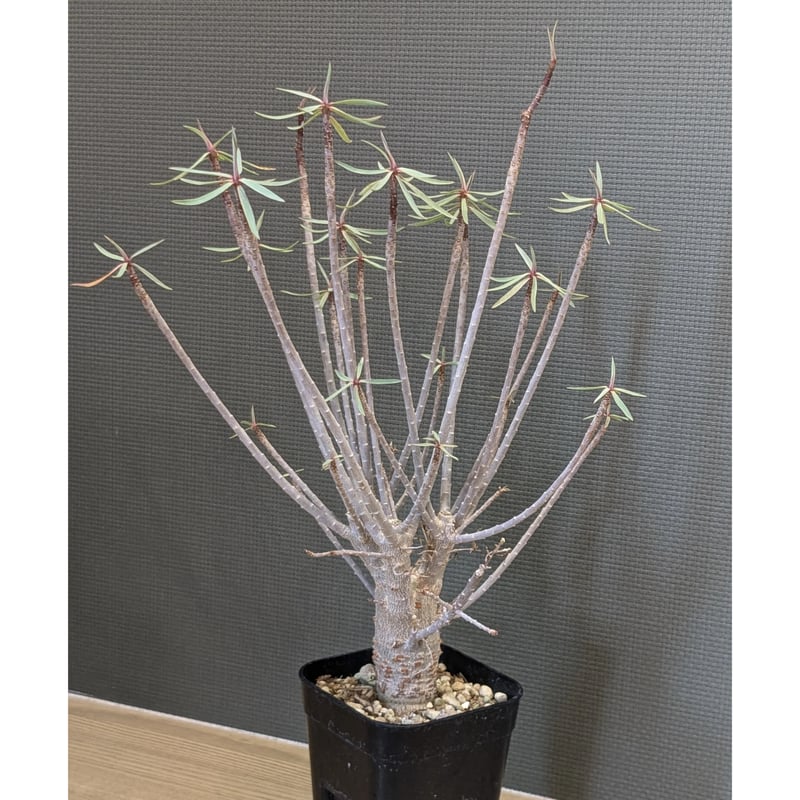 バルサミフェラ　1点のみ　超良型　激レア　ユーフォルビア 極上品 バルサミフェラ 1点のみ 超良型 激レア ユーフォルビア 極上品