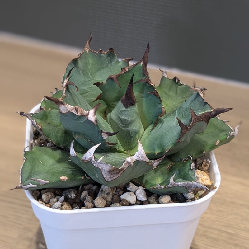 アガベ チタノタ 阿修羅 | FELICITA