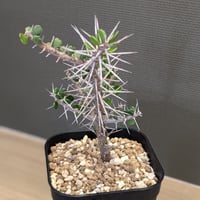 アローディア コモサ