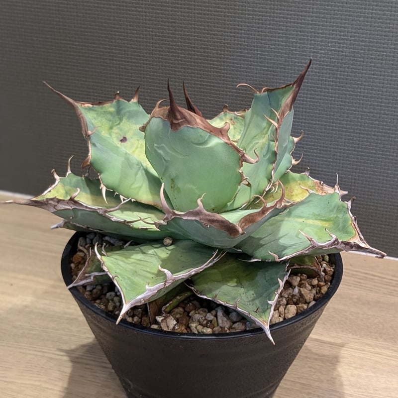 アガベ チタノタ タランチュラ | FELICITA