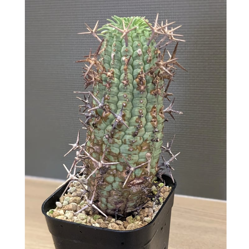 わ*︎様 大株　ユーフォルビア・群星冠 ステリスピナ ユーフォルビア ステリスピナ群星冠 | STELLA.PLANTS