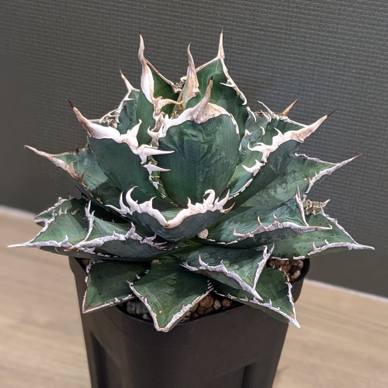 アガベ チタノタ 海王 | FELICITA