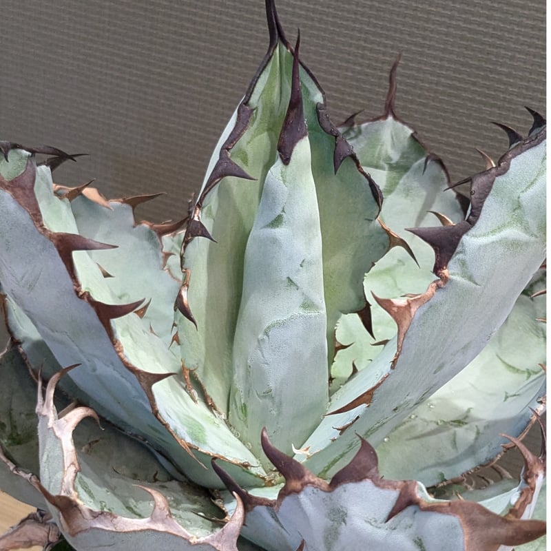 チタノタ　オカノタ　大株 大株アガベ チタノタ