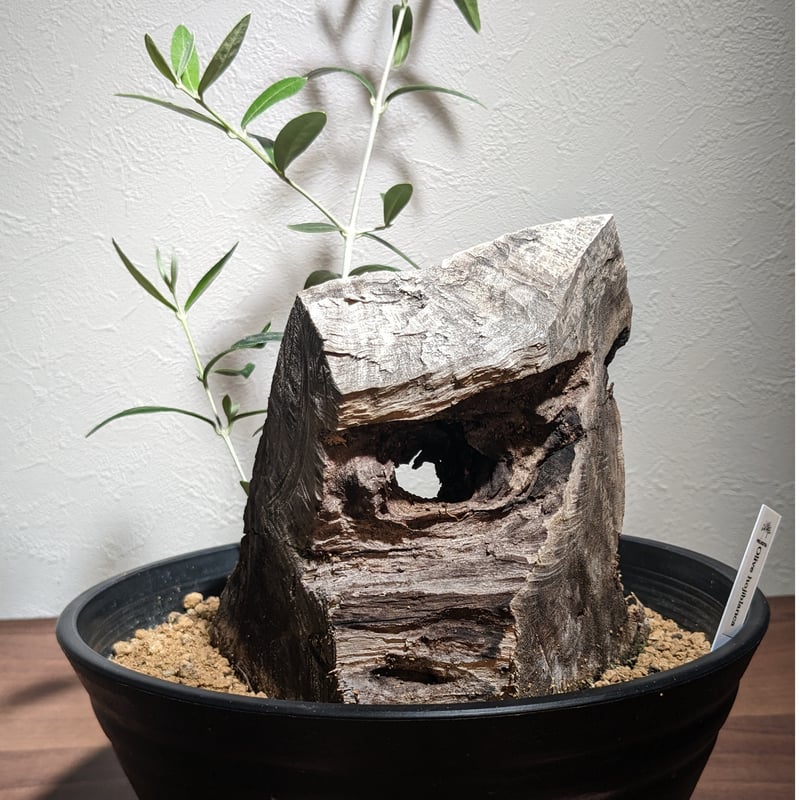 古木 オリーブ スペイン産 *オヒブランカ* | FELICITA