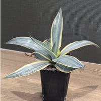 アガベ チタノタ ペルシアンドワーフ ＊イラン産＊ 子株付き
