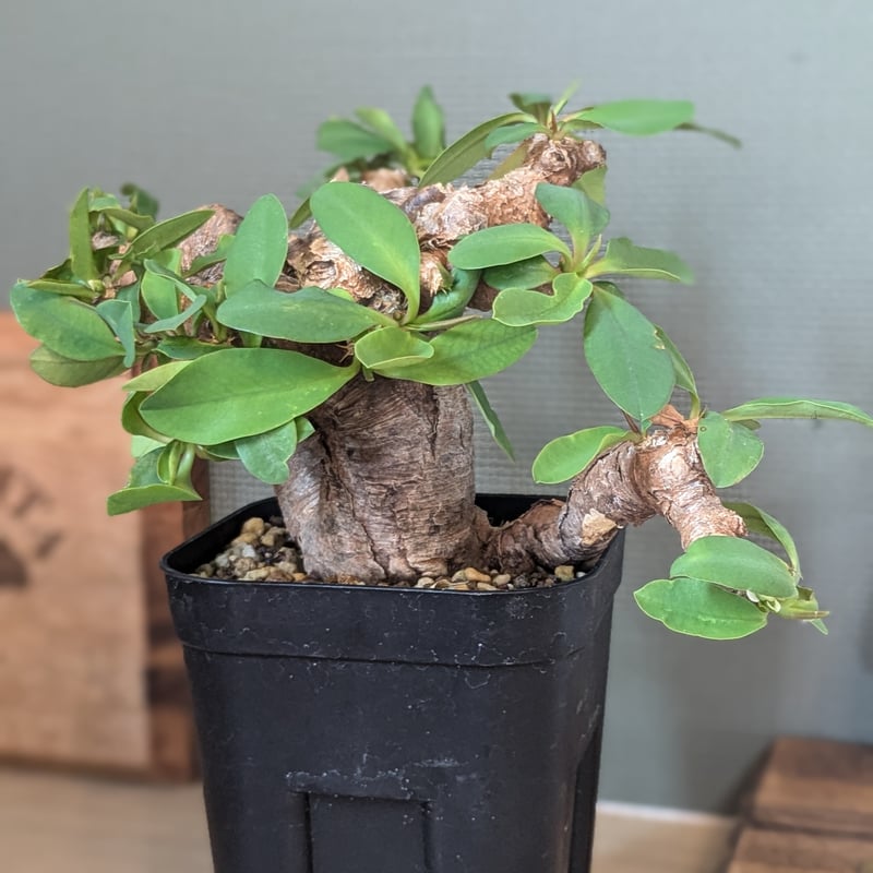 ユーフォルビア　イトレメンシス（良型.美株） 鉢付き ユーフォルビア イトレメンシス（良型.美株） 鉢付き