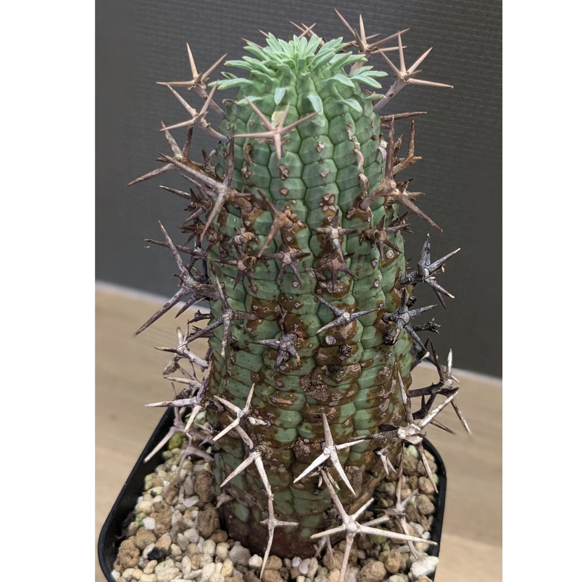 ユーフォルビア・群星冠 ステリスピナ 群生 ユーフォルビア ステリスピナ 群星冠 | GREEN LUCK