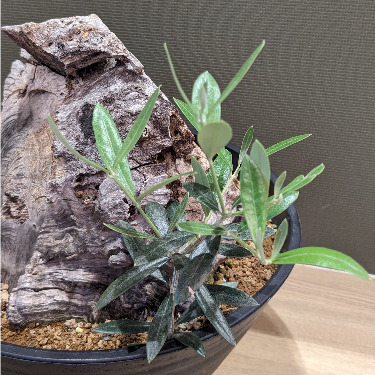 現品】古木オリーブ 超大株 オヒブランカ