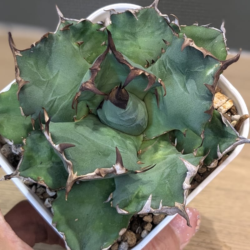 アガベ チタノタ 阿修羅 | FELICITA