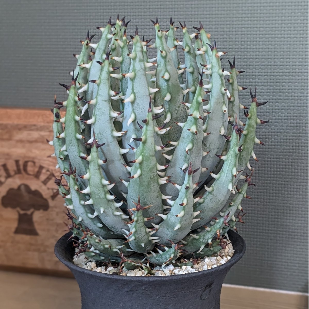 アロエ エリナケア | FELICITA