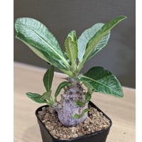パキポディウム ウィンゾリー ＊実生株＊